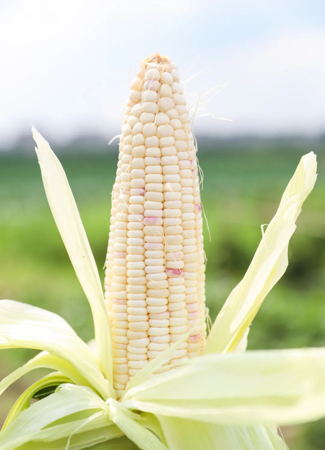 清甜爆汁!松江本地玉米上市