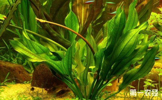 20厘米小鱼缸造景步骤_长30厘米鱼缸造景视频_20厘米小鱼缸造景图片