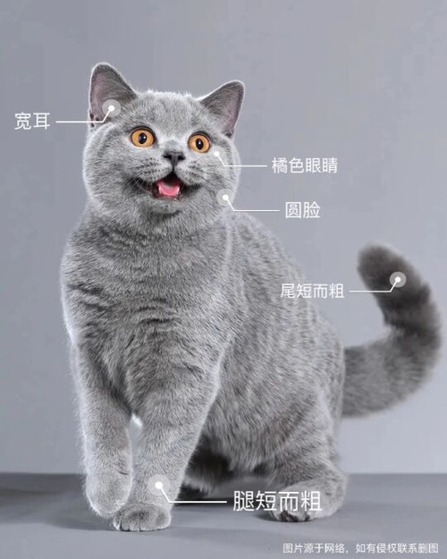 纯种蓝猫图片特征图片