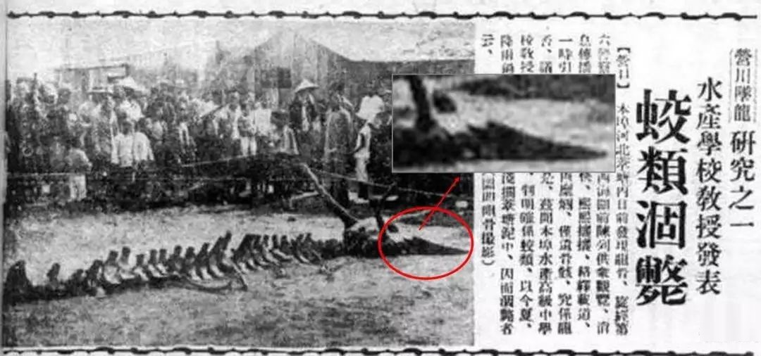 中国最后一条真龙现身:1934年辽宁营口坠龙,到底是不是真的?