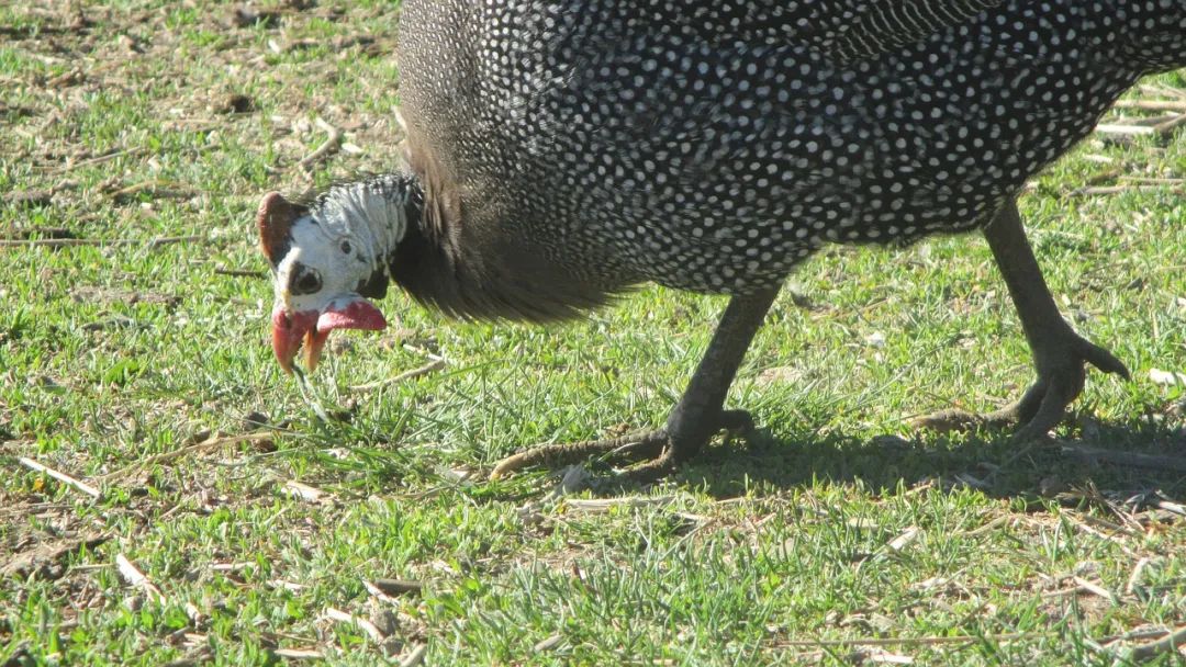 寻找最美(味)的非洲鸡