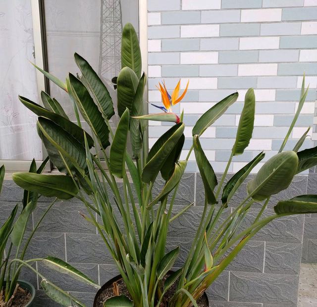 地暖房养的鹤望兰叶片下垂耷拉还发黄?鹤望兰地暖房养护3要点