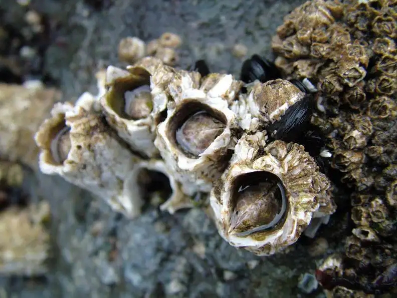 面对藤壶,鲸只能坐以待毙吗?