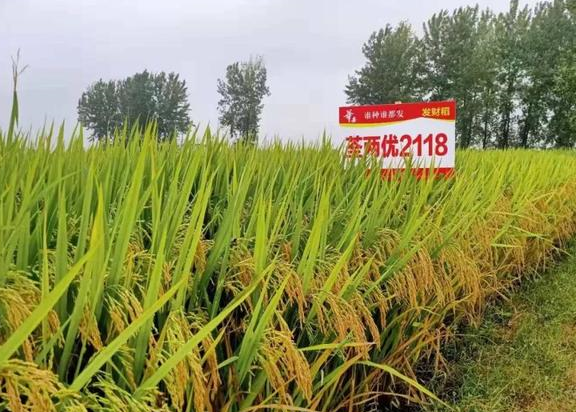 优质杂交稻品种荃两优2118耐高温,耐肥抗倒,米质1级,产量高
