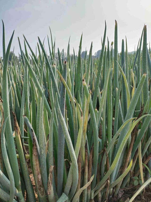 种植大葱,叶子变黄,干尖是怎么回事?方法很简单