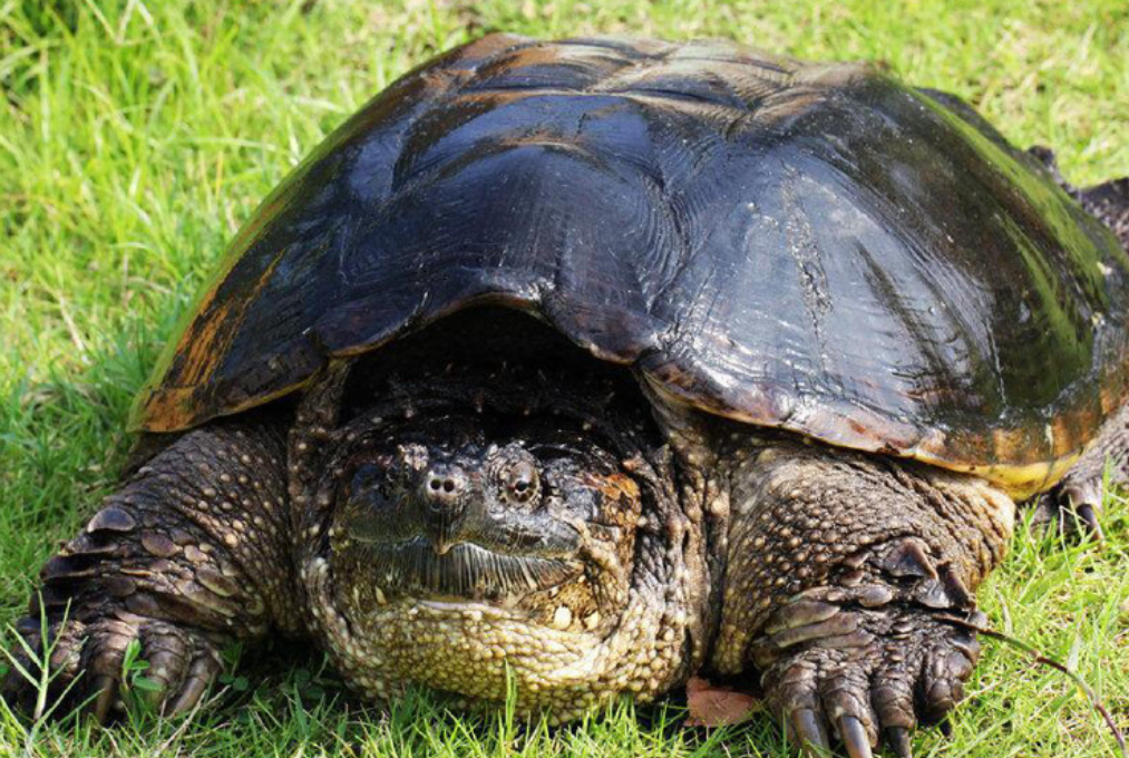 什么乌龟长得又快又大?