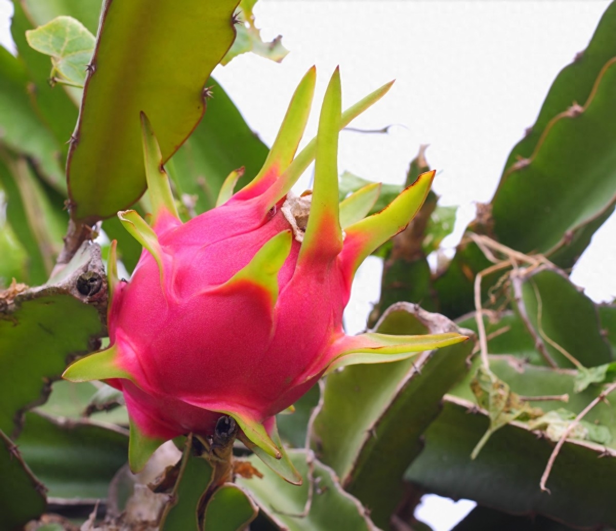 温室火龙果产期调控技术:推动高效生产与市场供应的突破