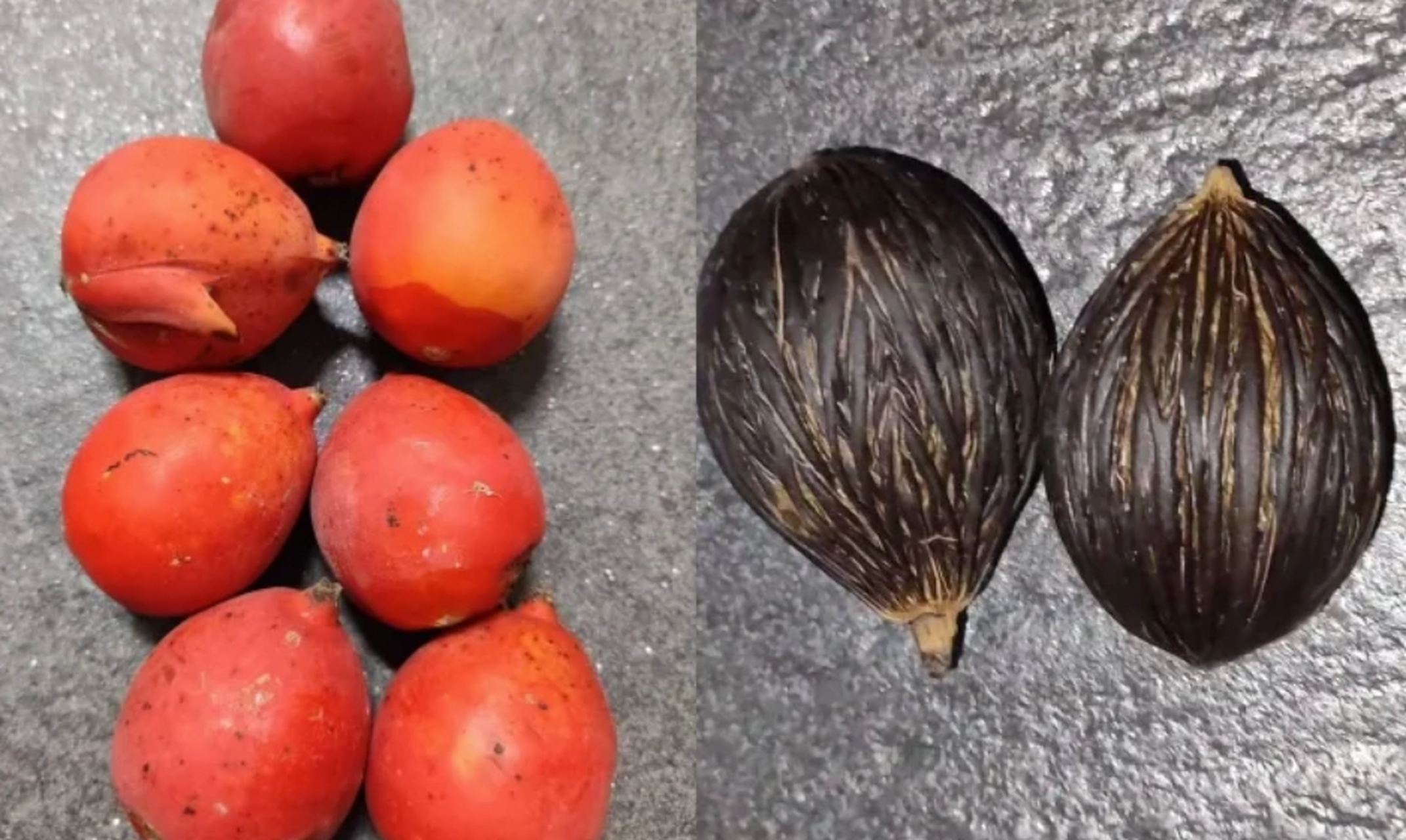 海南常见的狐尾椰,其果实是珍贵的文玩,被称为"千丝菩提".