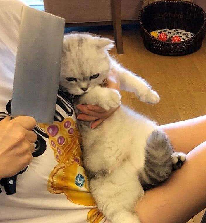 这10件事,是猫咪"做梦"都想让主人知道的