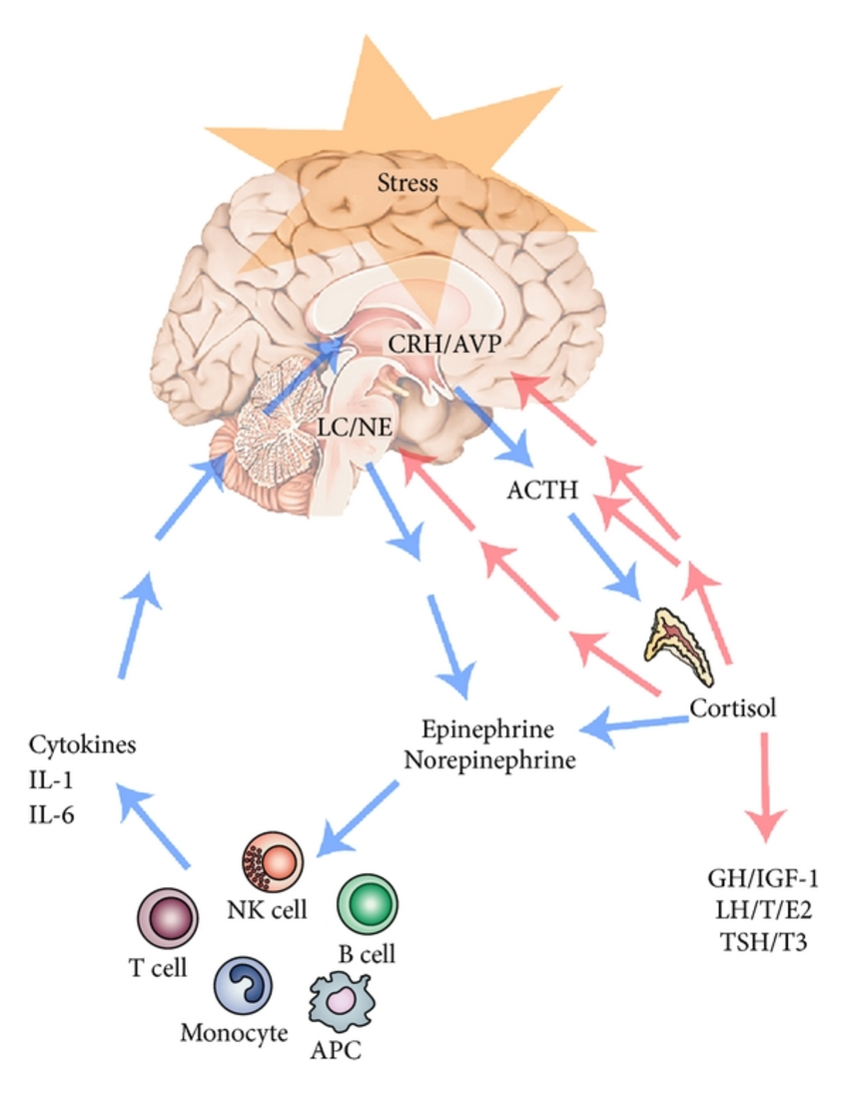 应激的全身反应
