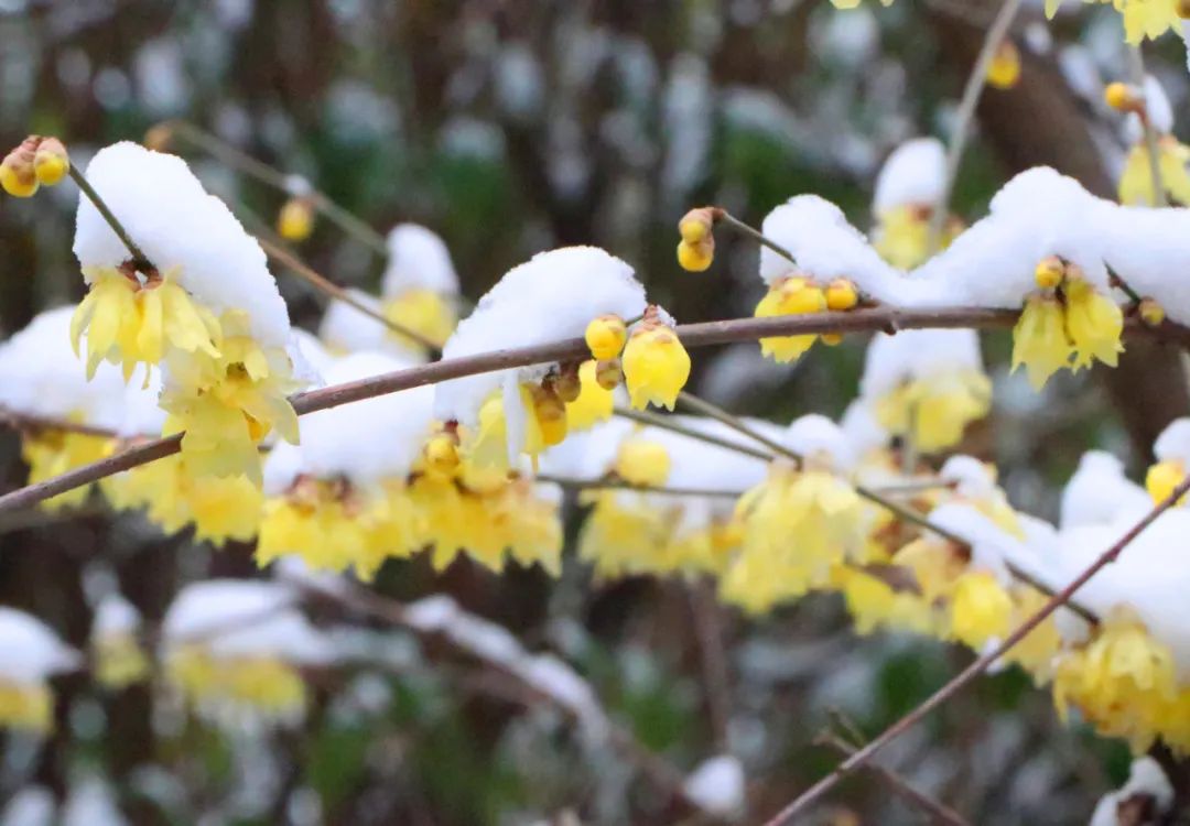 清官亭的"雪梅"你错过了吗