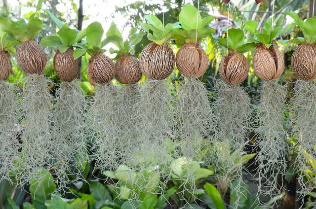 海南岛常见植物品种,出生在北方的你,有认识的吗?