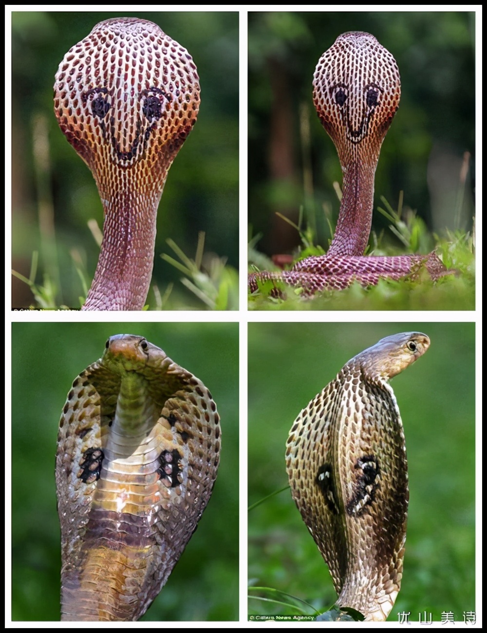 原来眼镜蛇也分很多种,怎样区分眼镜蛇的种类,答案就是看花纹