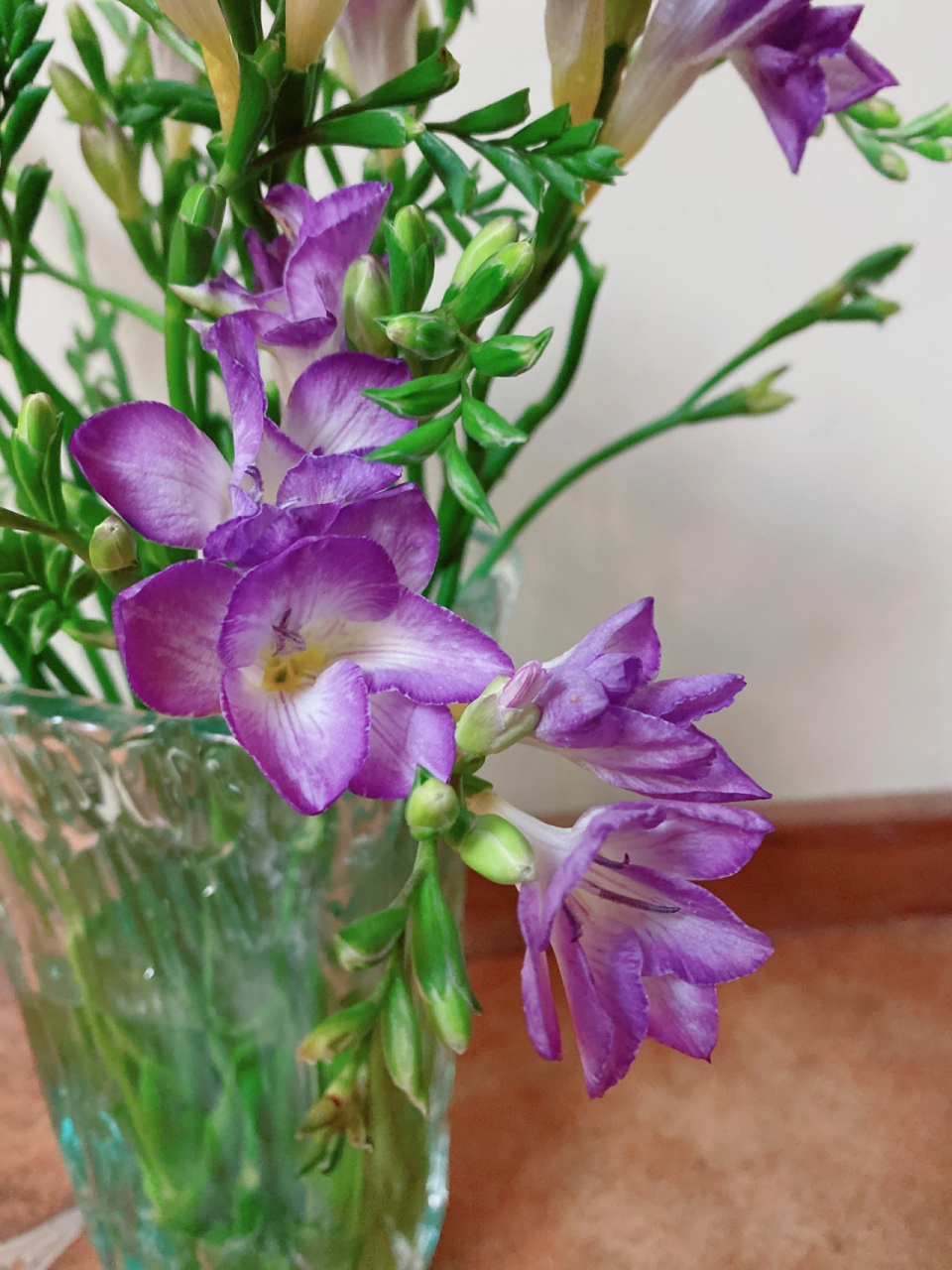 香雪兰(小苍兰)——大红大紫 香雪兰,也叫小苍兰,优雅的身姿好闻的