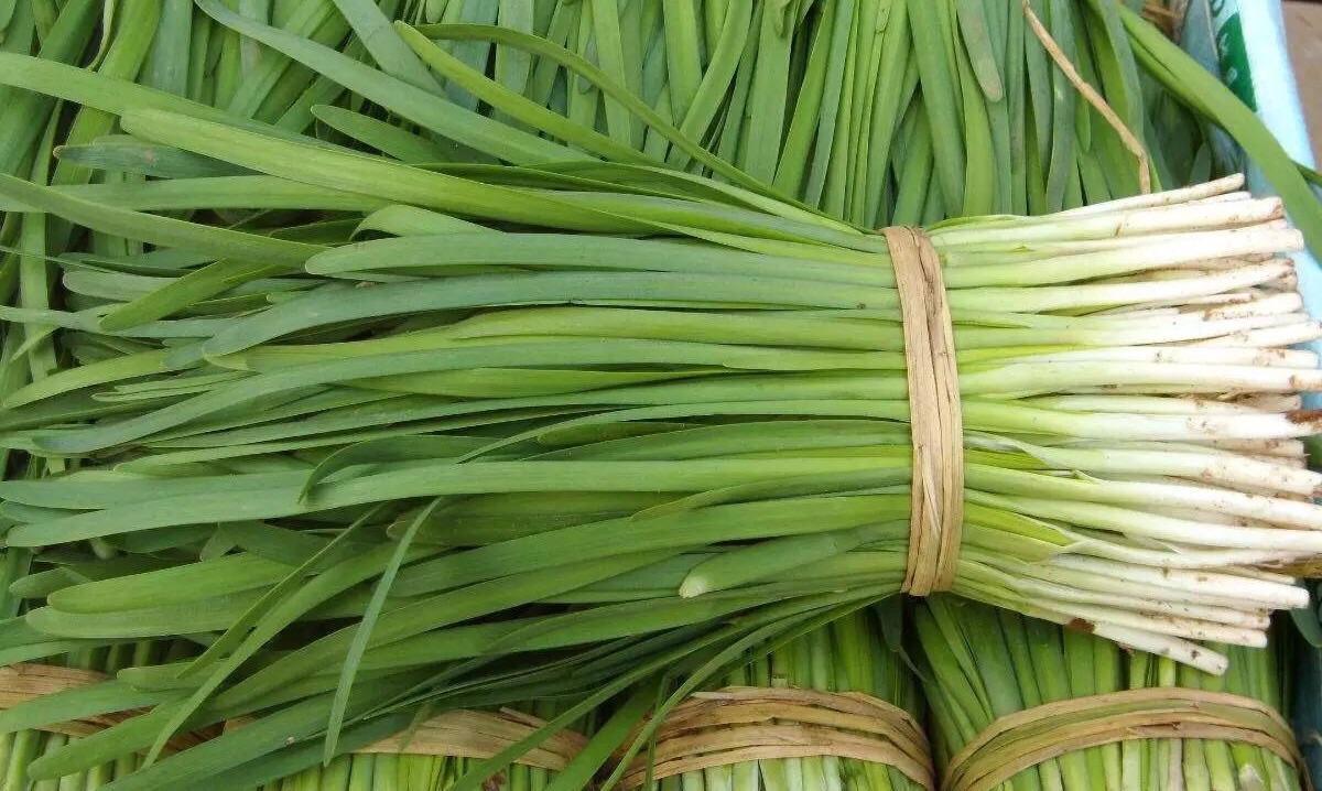 农村这种韭菜，种一次吃好多年，一年割10多次，种子对牙痛有效果