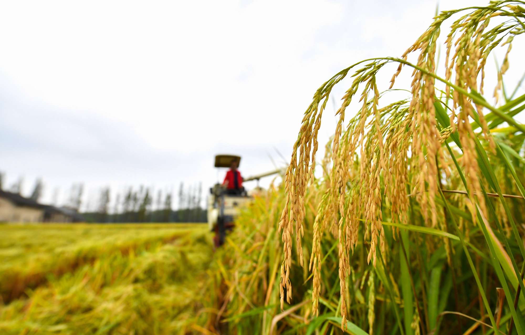 日本水稻的亩产量有多少斤?与我国水稻相比,有哪些优势?