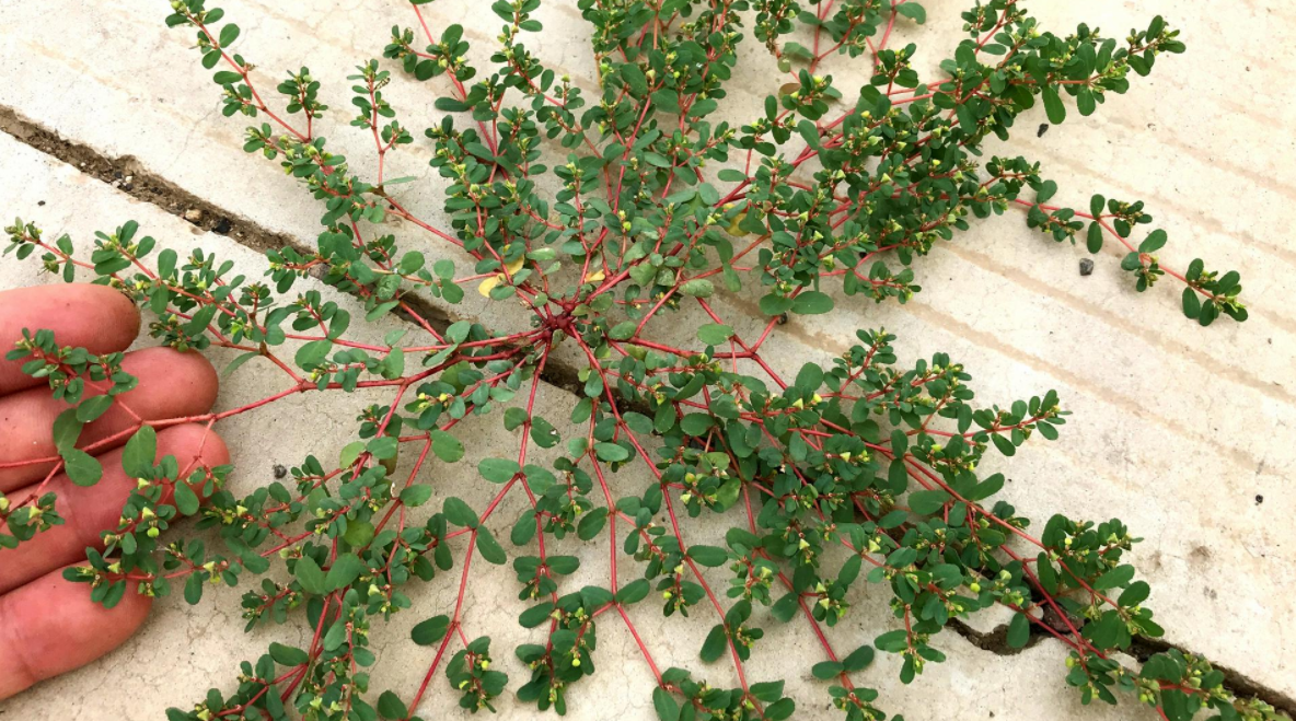 地锦草,又称血见愁,奶浆草,有3大功效,农民朋友请及时了解!