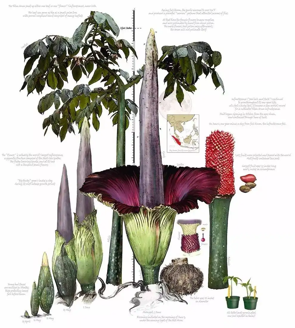 "尸香魔芋"时隔5年2次开花,腥臭难闻,游客却排队闻味