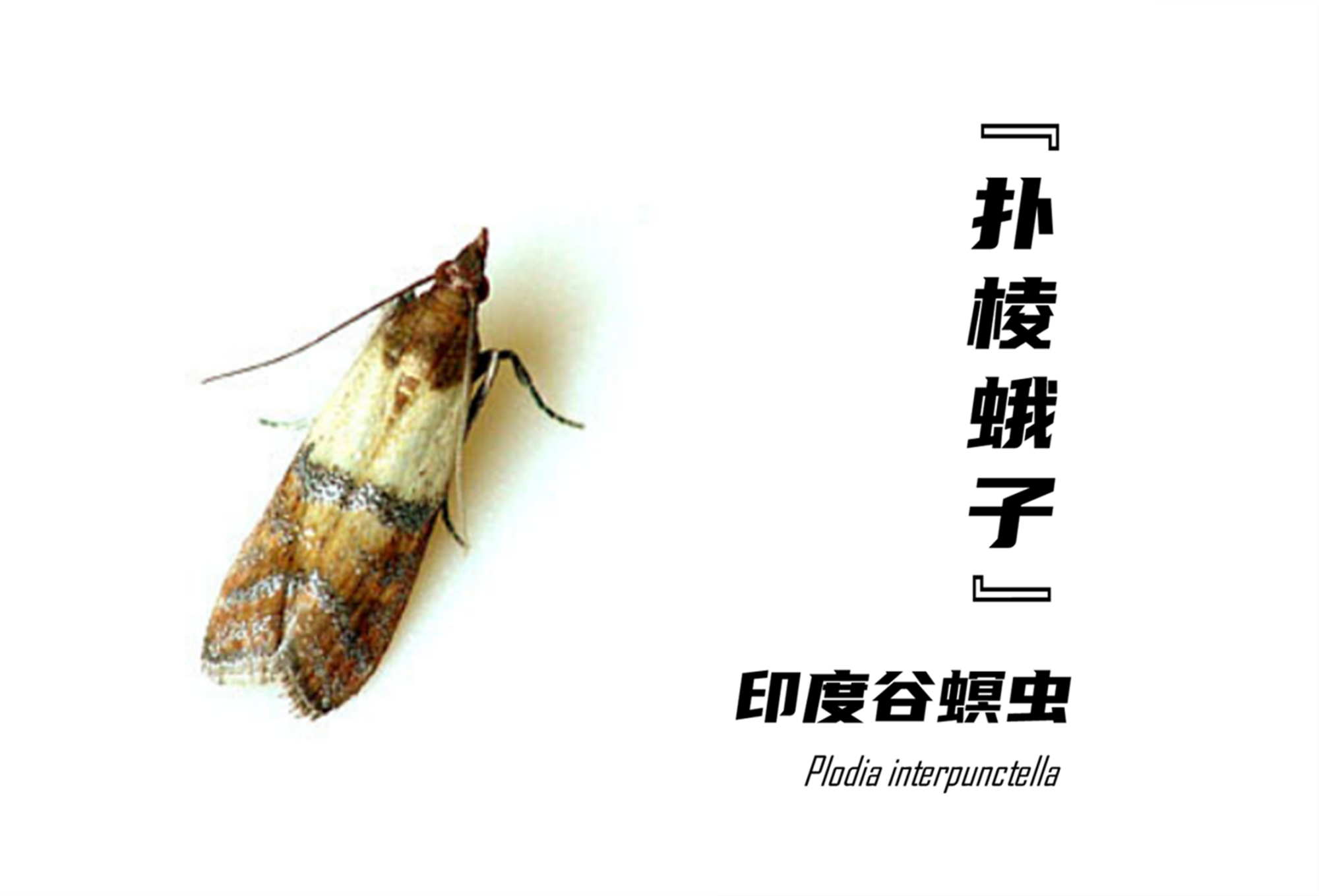 新年大扫除消灭家里的扑棱蛾子