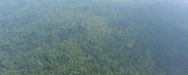 沉水植物有什么作用和特点