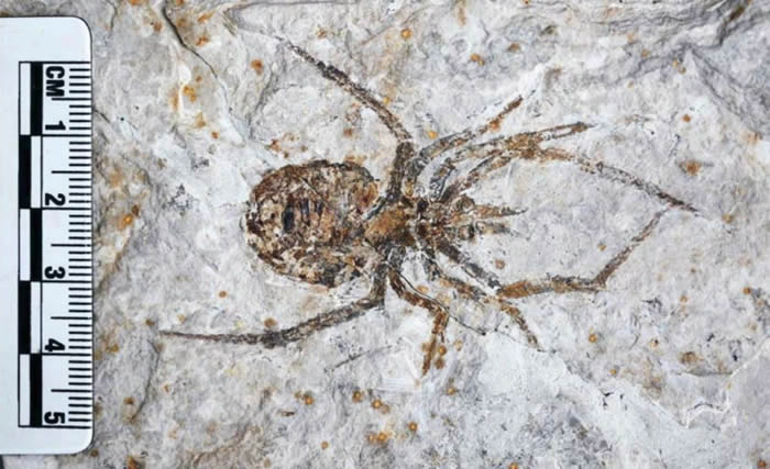 paul selden:中国辽西发现的所谓巨型蜘蛛化石其实是小龙虾