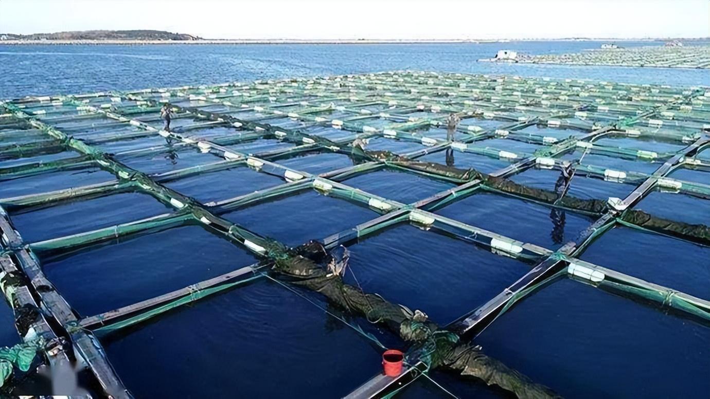 「科普」海参的日常管理养殖技术_精湛技术_资讯_中国巨隆