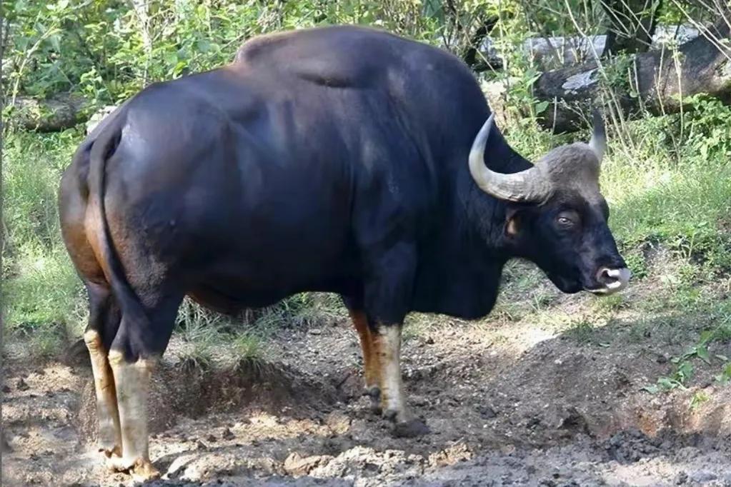 白肢野牛:体长可达3.3米,体重超2000斤,是牛魔王的原型?