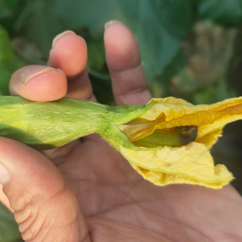 丝瓜开花后,会有腐烂的情况,究竟是怎么回事?