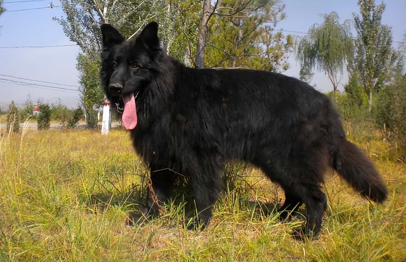 我国本土的"五大狼犬"有哪些?