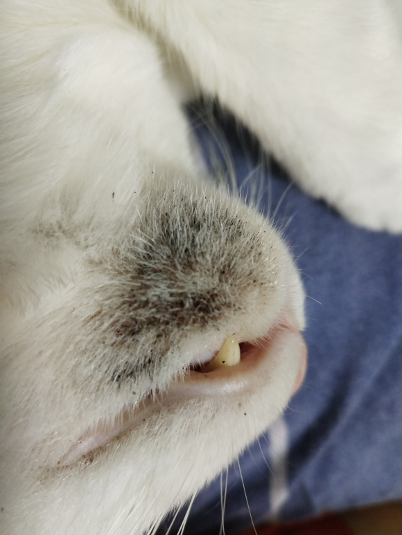 猫咪长黑下巴怎么治?