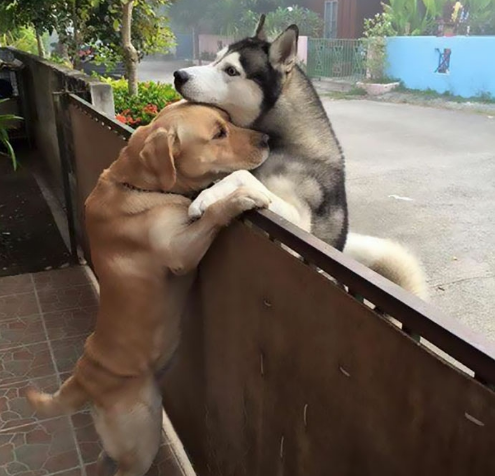 为什么狗狗交配时会连在一起,长时间不能分离?