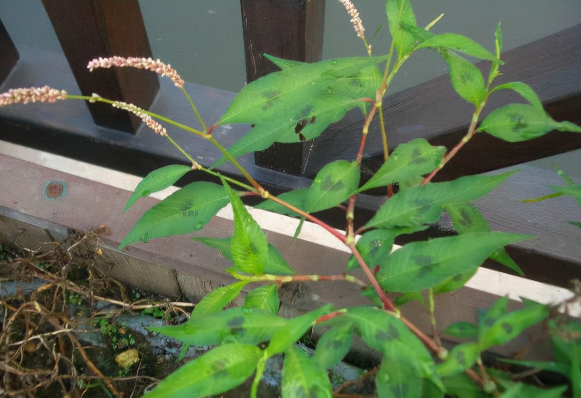 农村很常见的植物辣蓼草,它的5大价值与用途,你知道吗?