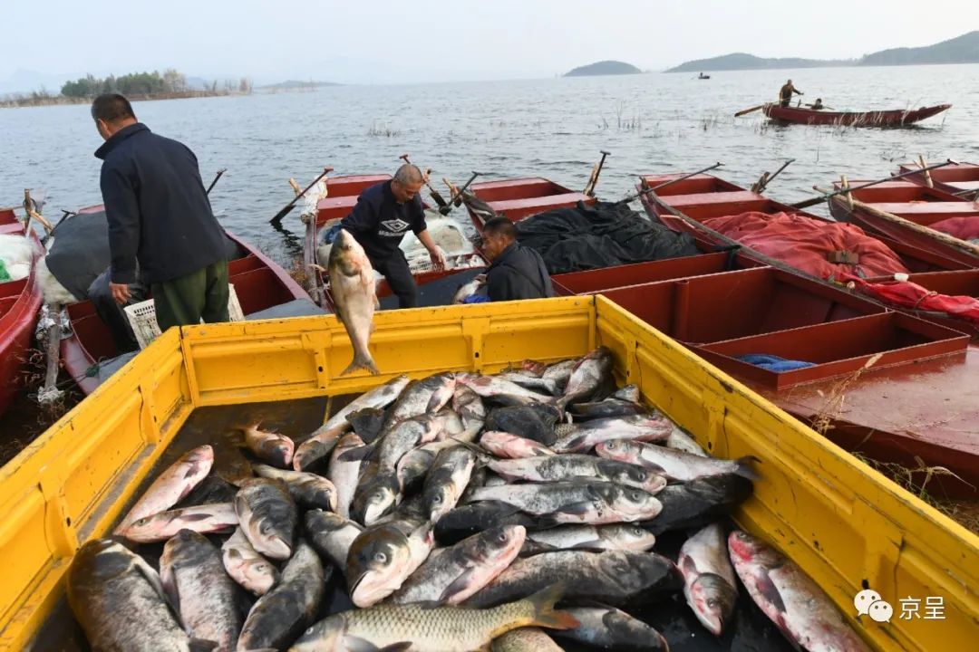 地道的密云水库鱼来了_京报网