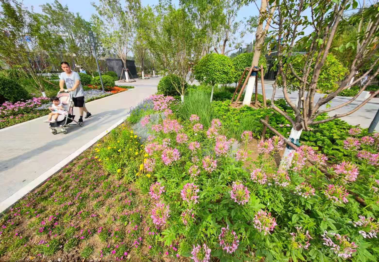 西城段3.5公里中央绿化带建成