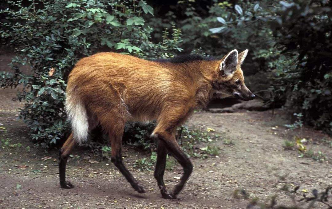 国外惊现"狼狐杂交"动物,长相奇怪就算了竟然还吃素!