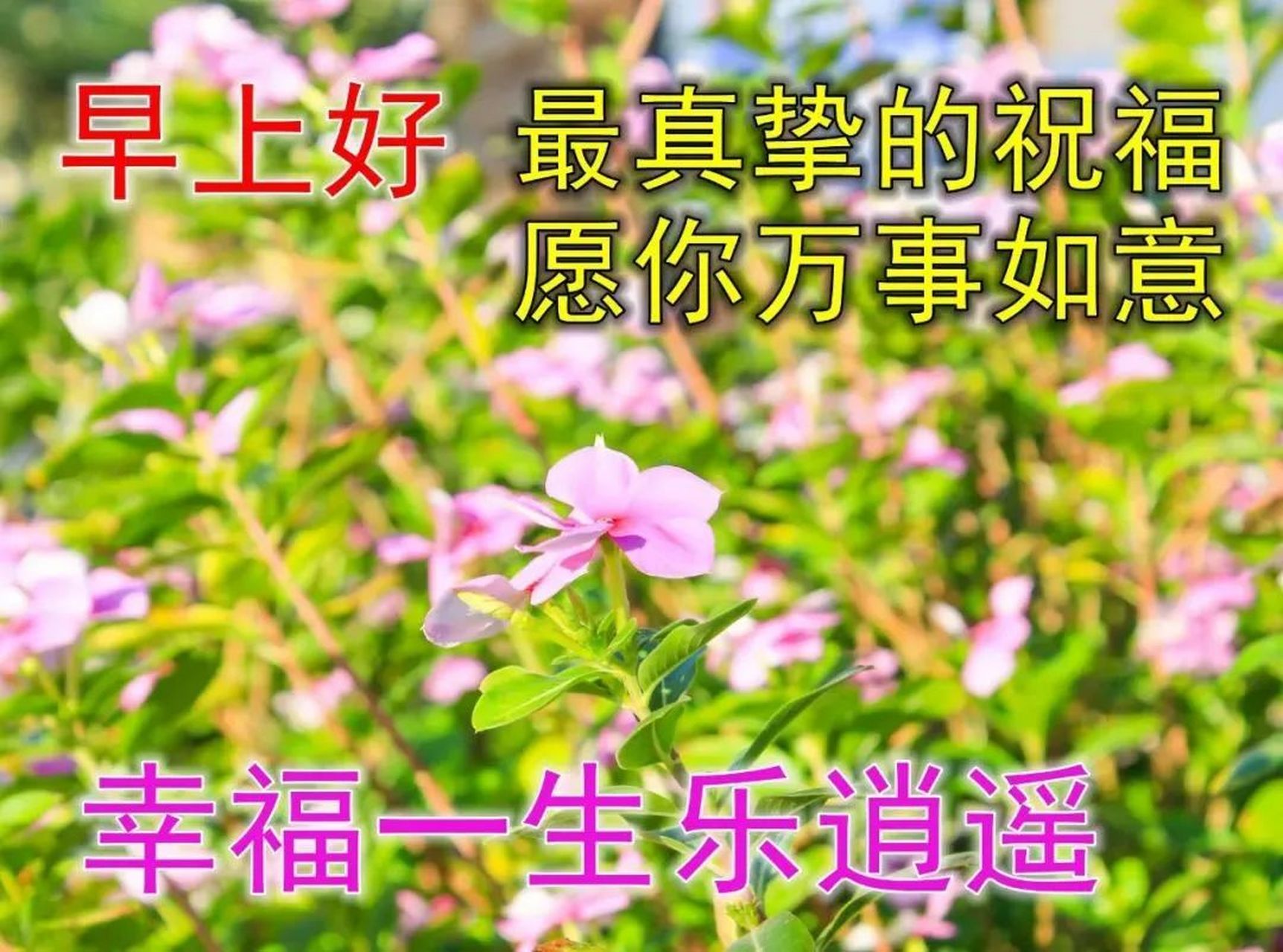 早上好一声问候相互牵挂 早上好!希望你今天过得愉快. 早安!