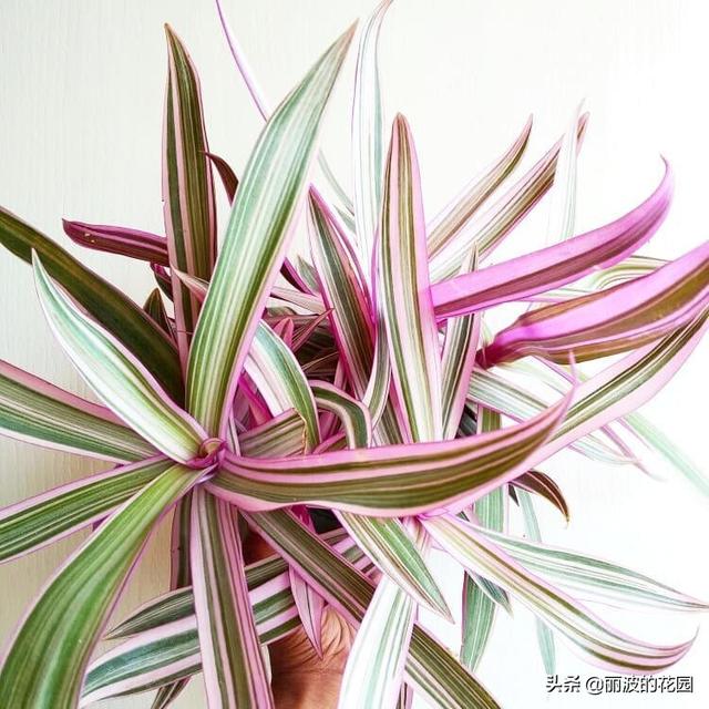 蚌兰锦非常好看的植物,叶片出锦彩色,日照增加叶片局部变粉