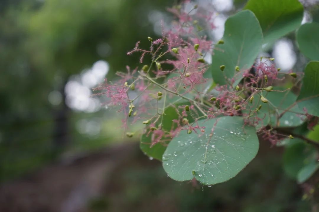 夏日香山|初夏黄栌雾锁丛 叠翠烟罗寻旧梦