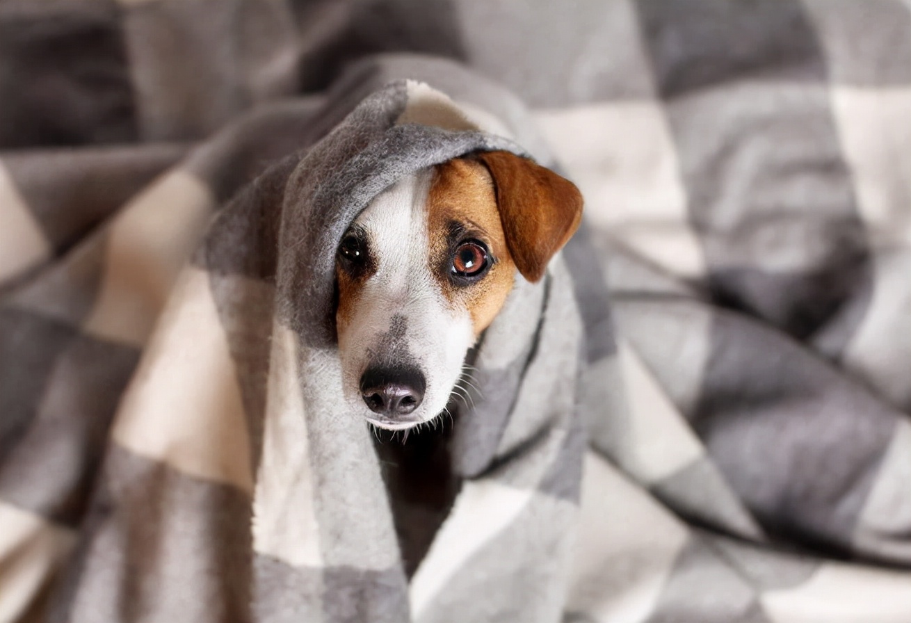 家里的狗狗不停地颤抖?不止是怕冷,还有这些原因!