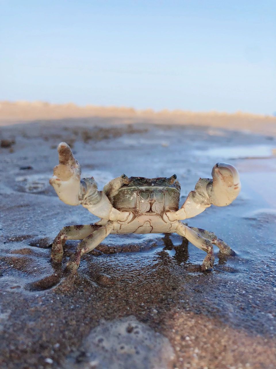 我把肠子都悔青了…… 昨天大连当地的朋友,去石城岛玩了,赶海一小时