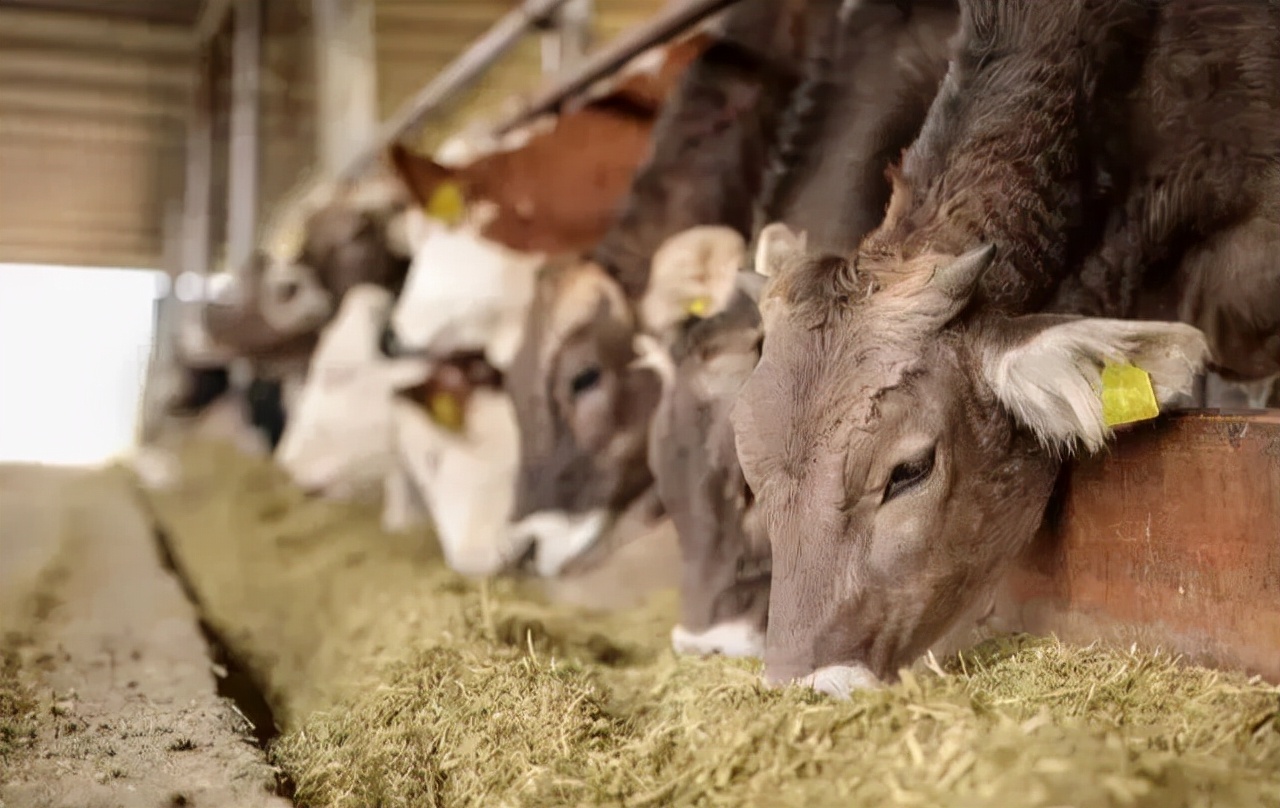 秋季很适合育肥牛,但这些草牛吃了会中毒,一定要注意!