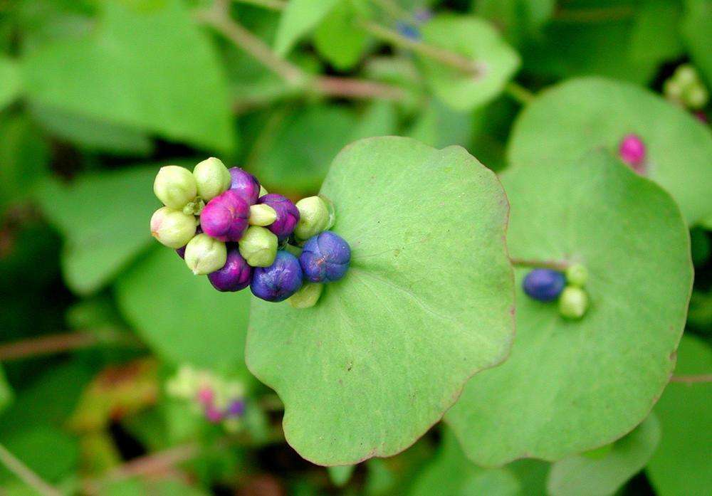 蛇最怕的十种植物?