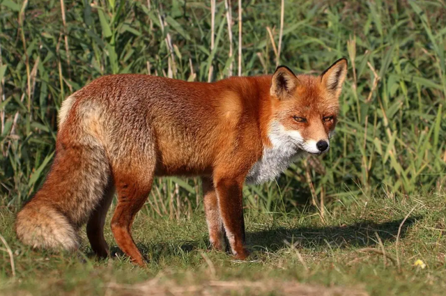 狐狸尾巴露了?alisa扬言把许敏送进去,还想把田静姚威也送进去