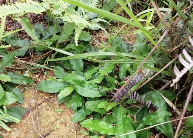 村口的"肿瘤草",80后都认识,下次见到挖2棵!