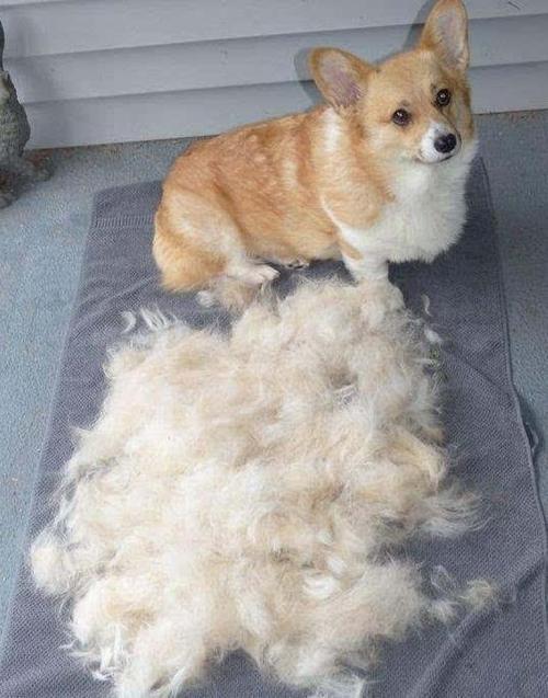 养狗多年告诉你,千万别跟狗"同睡",有这些原因