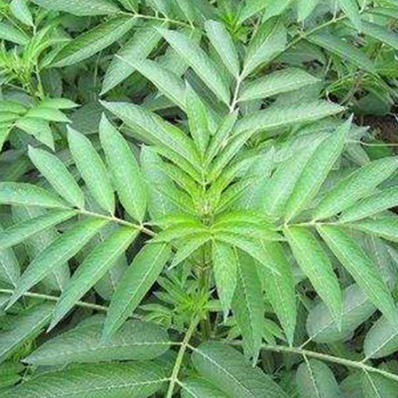 声音达到一定的程度的时候,它的叶片就会舞动起来,因此叫做舞草