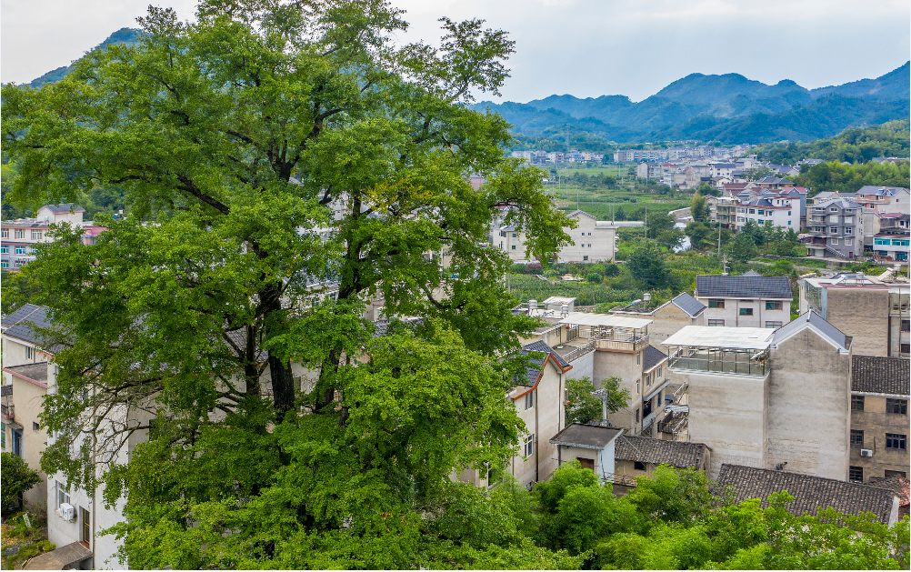 岛石镇:一抹乡愁,宜美相加