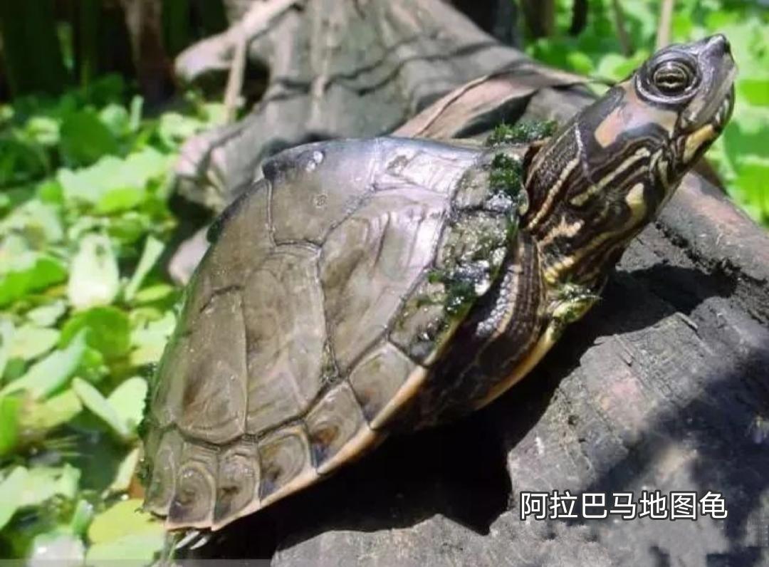 地图龟是龟界的哈士奇,也是适合新手饲养的观赏龟,地图龟有13种