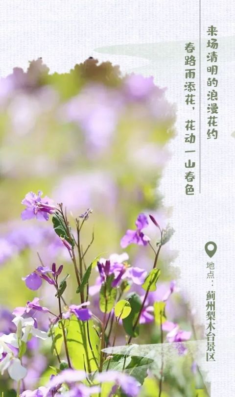 清明时节,来场浪漫"花约!