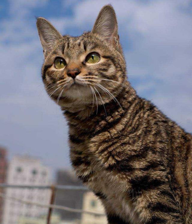 "土猫"也有不同种类!颜值超高的中华田园猫大科普